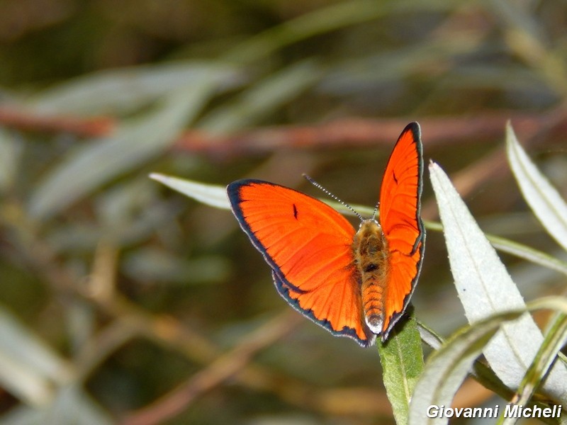 Lycaena.....